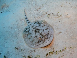 IMG 3157 Yellow Stingray